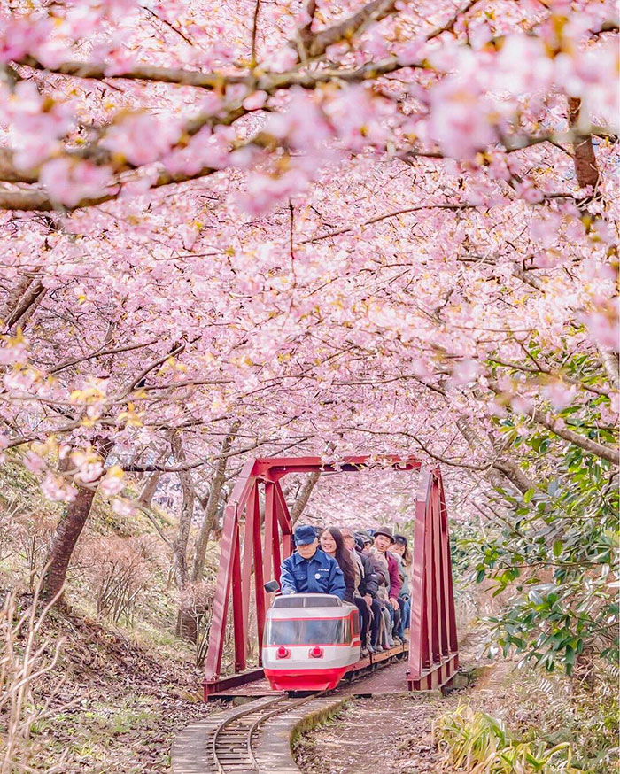 Cherry Blossoms Have Just Bloomed In This Japanese Town, And The Photos Are Magical