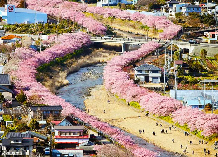Los cerezos en flor acaban de florecer en este pueblo japonés y las fotos son mágicas