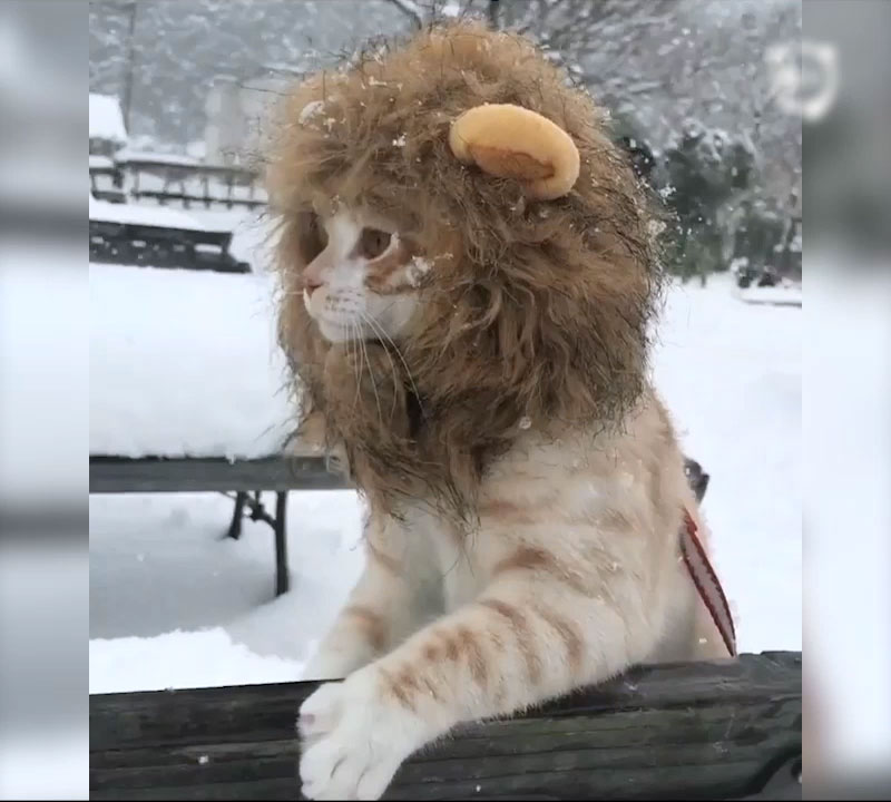 Lion Spotted In The City