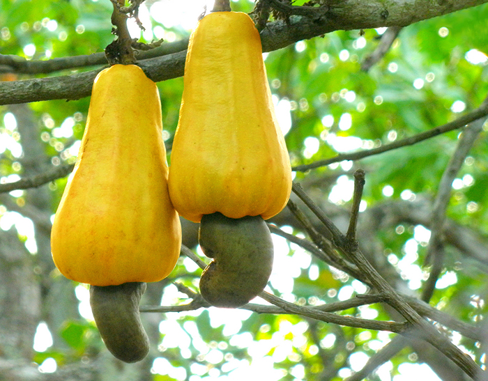 This Is How Cashews Grow