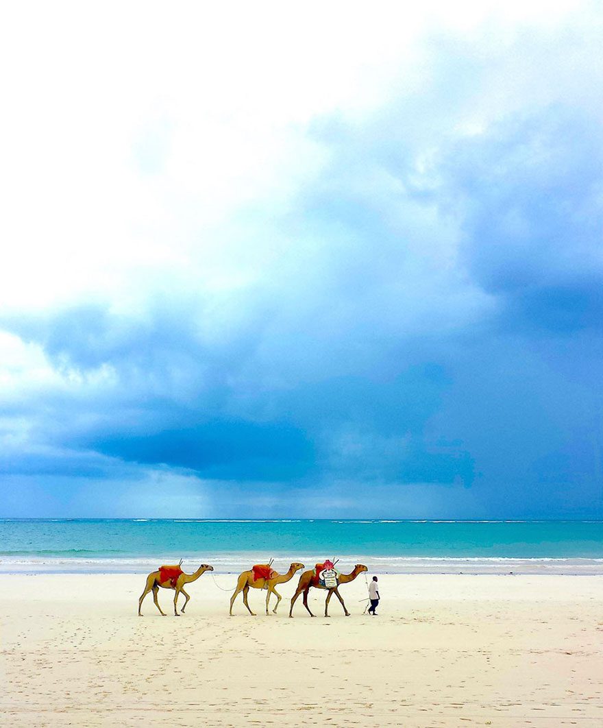 Dromedaries On Diani, 2nd Place In Wild Vacation (US) By Piers Nicklin, Age 12