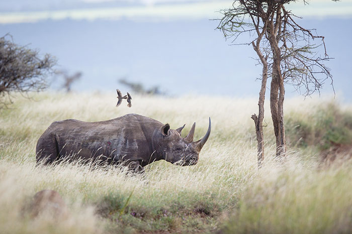 To Protect Rhinos, This National Park Just Shoots People (50 Poachers Killed So Far)