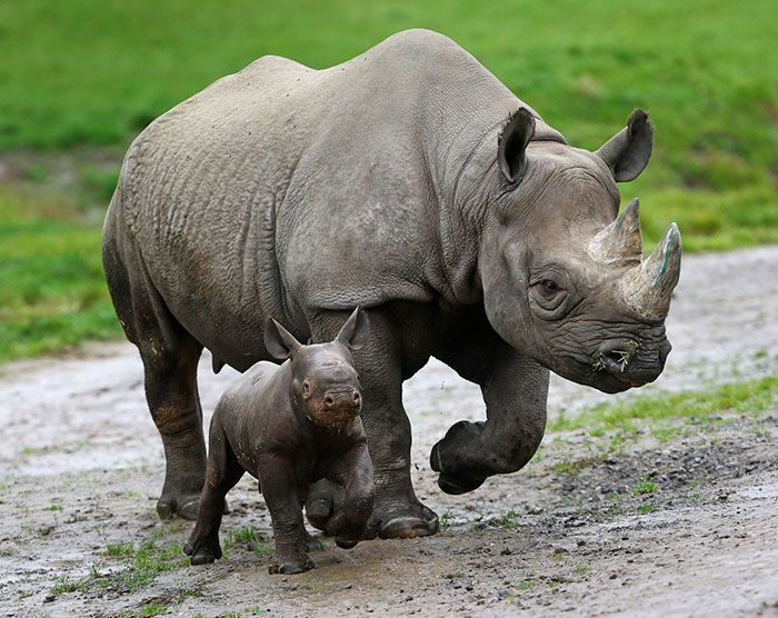 national-park-shoots-people-protects-rhinos-kaziranga-12