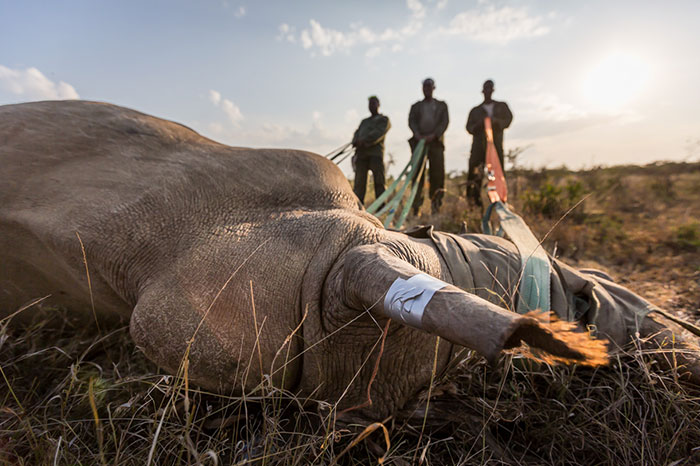 To Protect Rhinos, This National Park Just Shoots People (50 Poachers Killed So Far)