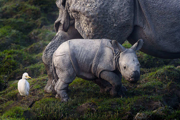 Para proteger a los rinocerontes este Parque Nacional simplemente dispara a la gente (50 cazadores furtivos muertos hasta ahora)