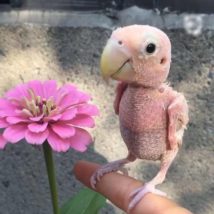 This Bird Had Lost Her Feathers, So People Sent Her Mini Sweaters To Save Her From Freezing