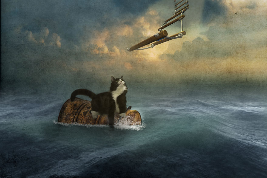 The Strange Worlds Of Dogs And Cats