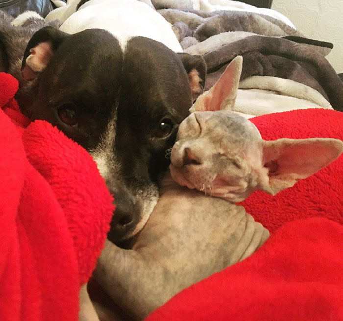 This Woman Was Afraid How Her Bull Terrier Would React To A Newly Adopted One-Eyed Cat, Look At Them Now