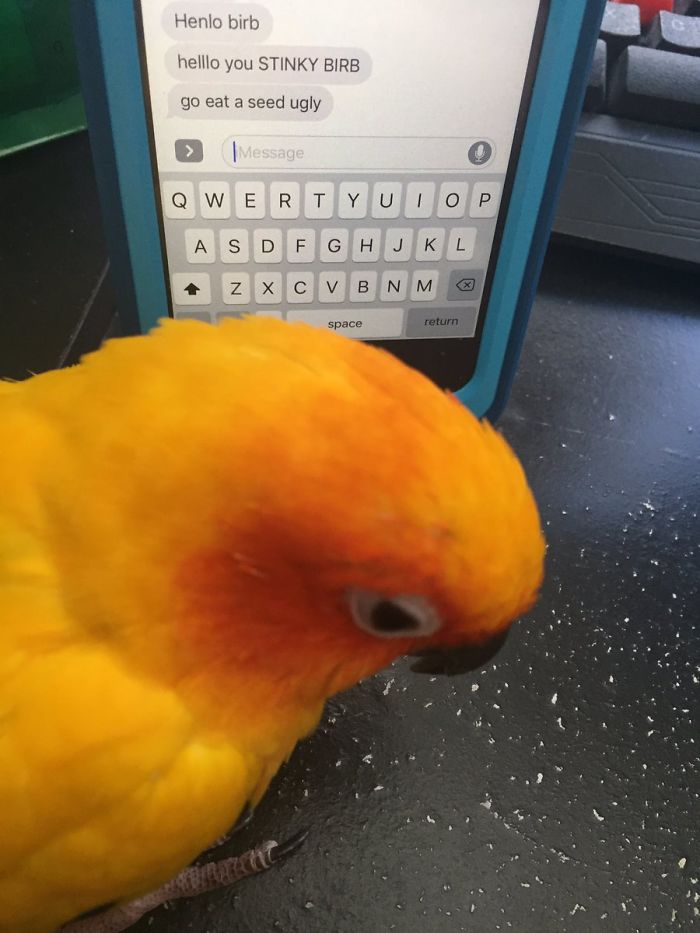 This Innocent Bird Just Got Cyberbullied, And His Reaction Says It All