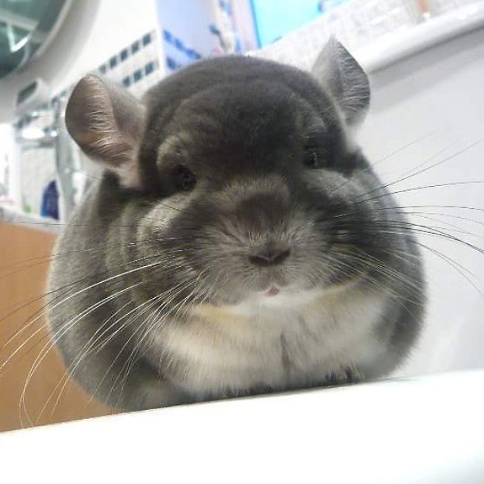 These Chinchillas' Butts Are So Round, They Look Fake