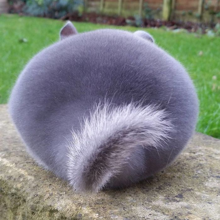 These Chinchillas' Butts Are So Round, They Look Fake