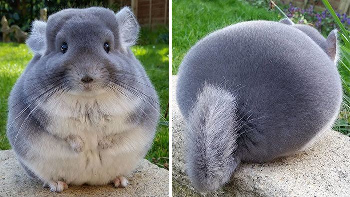 These Chinchillas’ Butts Are So Round, They Look Fake