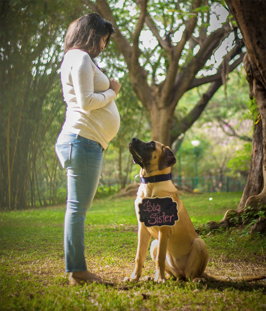 pregnant-couple-dogs-photoshoot | Mom to be and Dog with a Sign of Big Sister | Outdoor pregnacy photoshoot Ideas | Indian Maternity Photoshoot Ideas | Adorable maternity photo shoot ideas with pets for cute pictures | Cute Pregnancy Photoshoot with Dogs for expecting couples | Function Mania