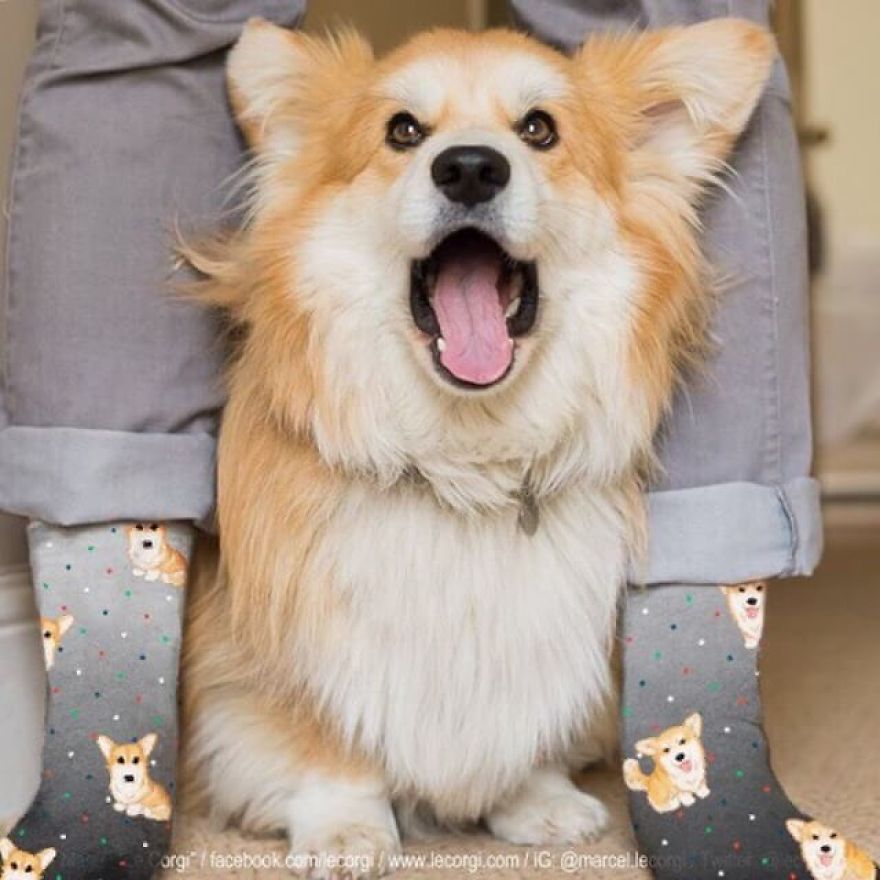 Two Corgi Celebrities And An Artist Team Up For A Quest For Charity Two Corgi Celebrities And An Artist Team Up For A Quest For Charity