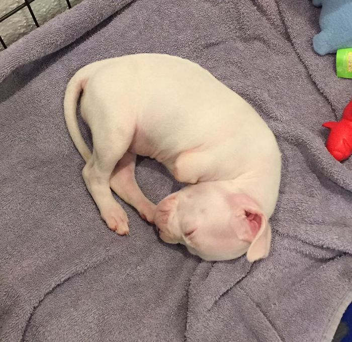 Vets Wanted To Euthanize Puppy Without Front Legs, But This Guy Stepped In