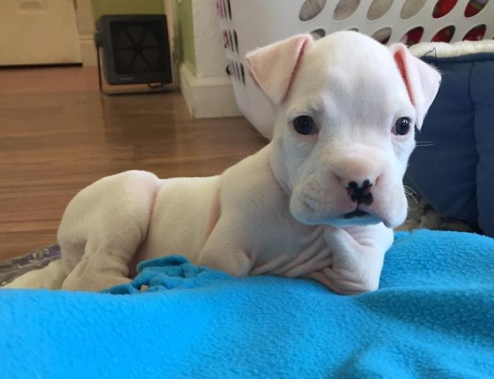 Vets Wanted To Euthanize Puppy Without Front Legs, But This Guy Stepped In