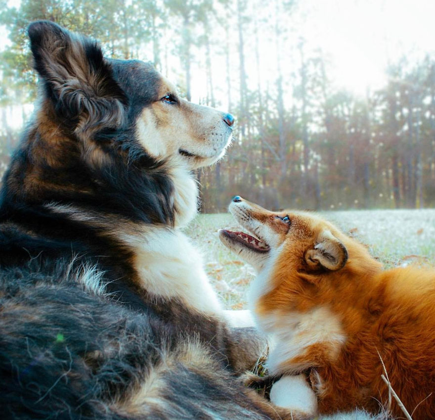 And So The Fox Fell In Love With The Hound