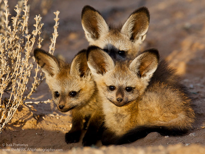 Three African Bat-Eared Foxes In A Dessert 