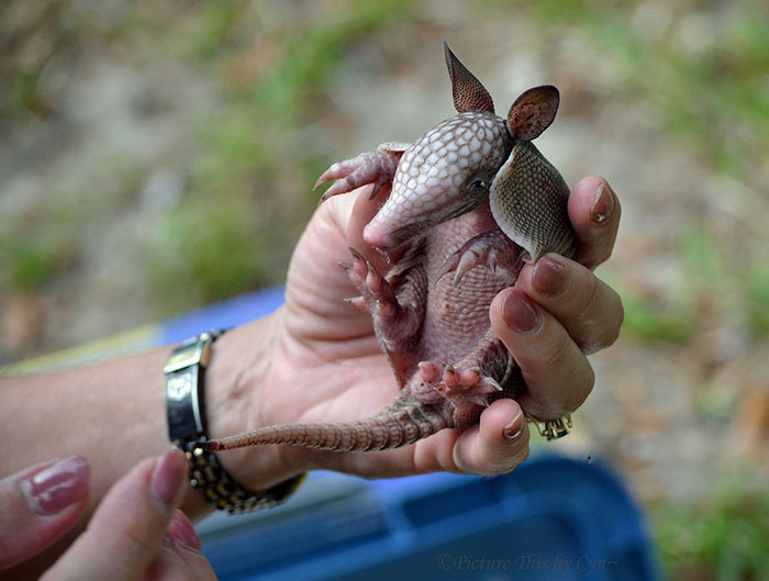 Baby Armadillo In Woman's Hand 