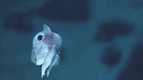 Baby Dumbo Octopus Swimming Through Water 