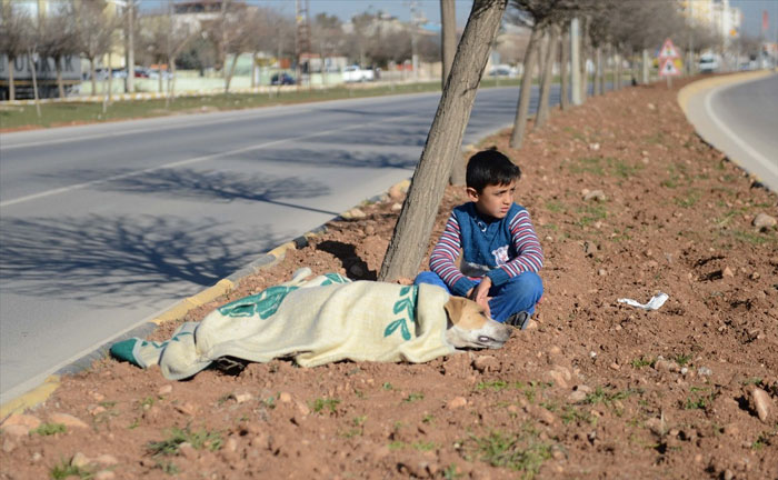Refugee Boy Refuses To Leave Injured Stray Dog Until Help Arrives