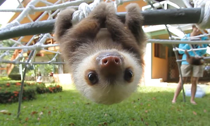 Watch Rescued Baby Sloths Have A Conversation And Try Not To Smile