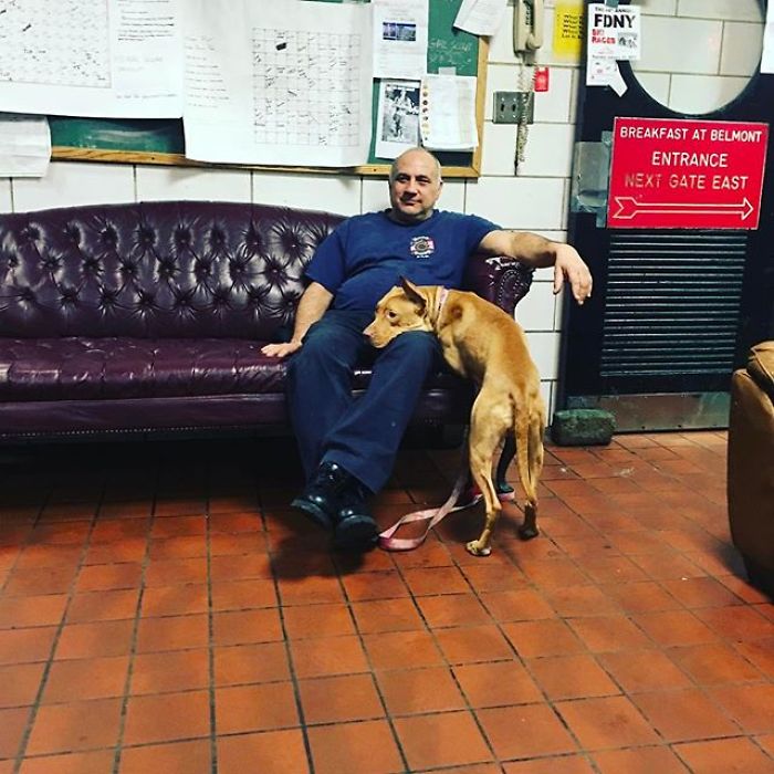 Starving Dog Left To Die By Her Owners Becomes Friends With Firefighters, And Now They Hang Out Every Day