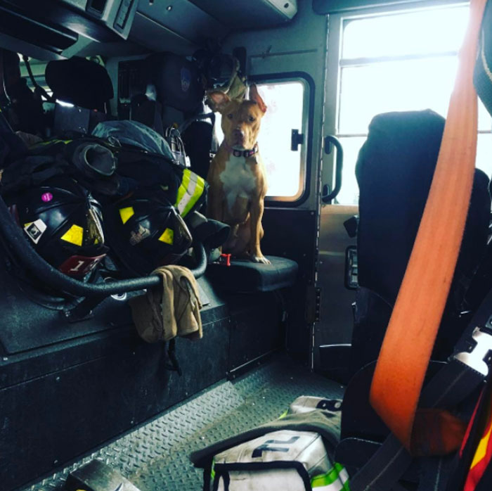 Starving Dog Left To Die By Her Owners Becomes Friends With Firefighters, And Now They Hang Out Every Day