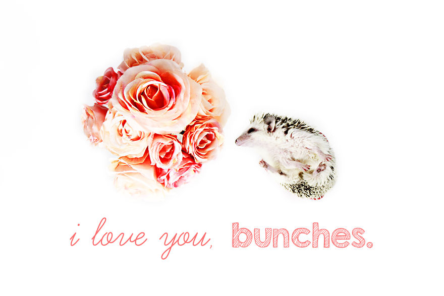 A 'berry' Hedge-'hug' Valentine's Day!