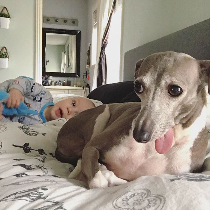 Nobody Knew How To Help This Dog Who Was Scared Of Everything, Until Her Baby Brother Arrived