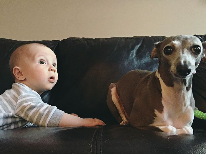 Nobody Knew How To Help This Dog Who Was Scared Of Everything, Until Her Baby Brother Arrived