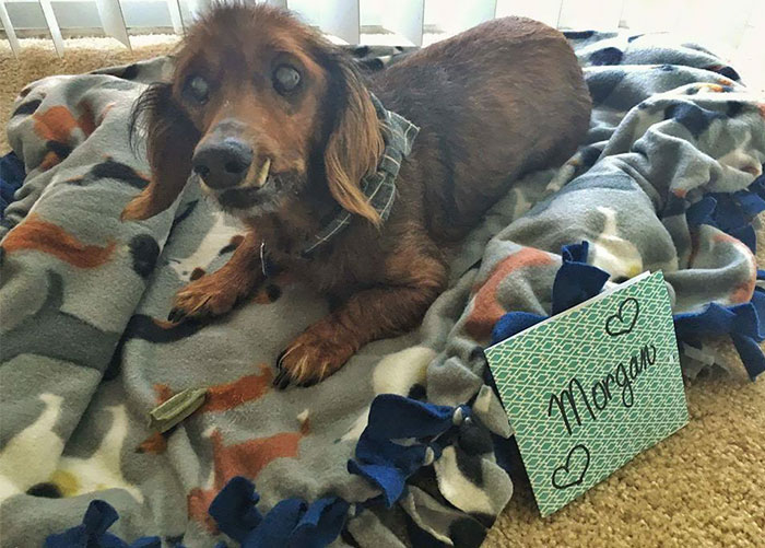 18-Year-Old Rescue Dog Does Everything On His Bucket List, And He’s More Alive Than Ever