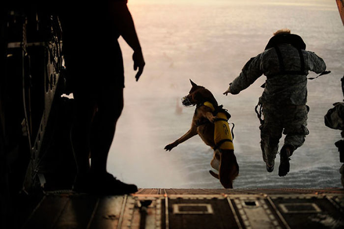 Army Soldier And His Military Working Dog Jump Off The Ramp Of A CH-47 Chinook Helicopter