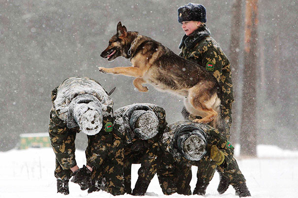 A Belarusian Military Instructor Trains Her Dog In A Frontier Guards' Cynology Centre Near Minsk