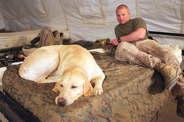 U.S. Marine Corps Lance Cpl. Cody Whitis A Military Working Dog Handler And His Dog Gracie Rest At Forward Operating Base Geronimo Afghanistan