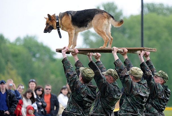 A Belarussian Military Dog Rides A Platform