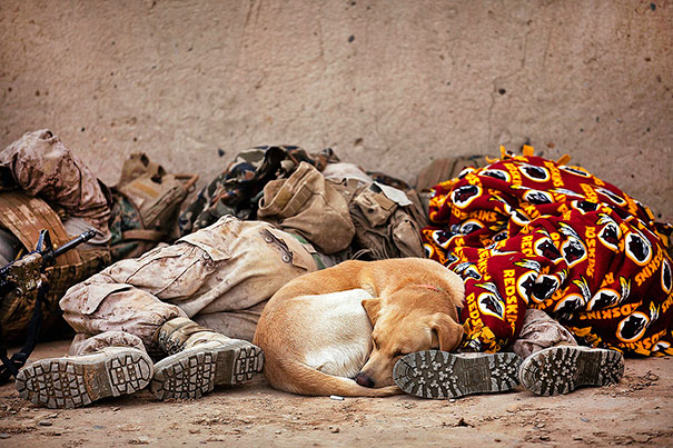 Military Dog Taking A Nap With His Fellow Soldiers