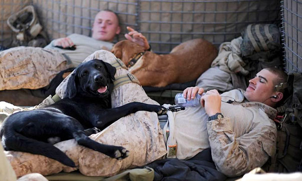 Military Police U.S. Marines Relaxes With Their Bomb Sniffer Dogs