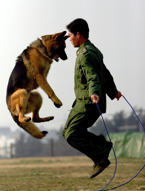 A Police Dog And Its Trainer Practise Skipping At A Police Dog Training Base