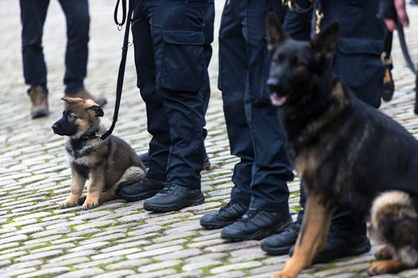 Police Dogs - Small And Grown Up - Line Up With At Roskilde Cathedral Where The Murdered Danish Police Officer, Jesper Jul, Receives A State Funeral