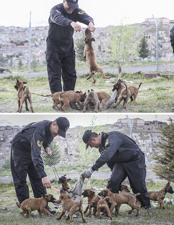 Dogs Are Being Trained For Special Operations In Turkey, Nevsehir