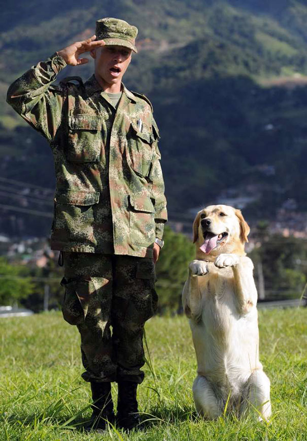 A Soldier And His Explosive Sniffing Dog Salute