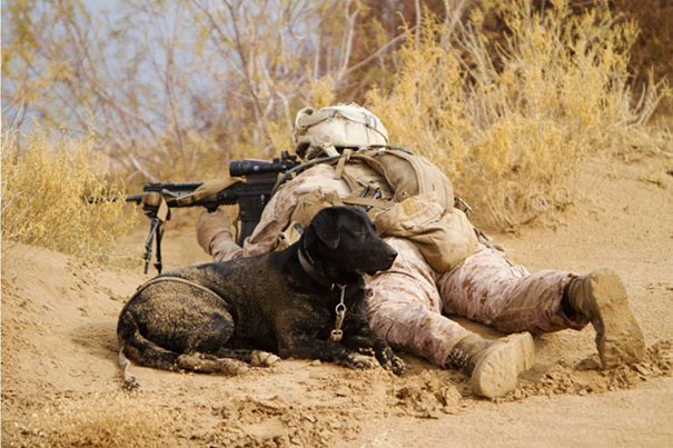 Labrador Retrievers Work Alongside Marines In Afghanistan To Help Sniff Out Improvised Explosive Devices And Other Explosives