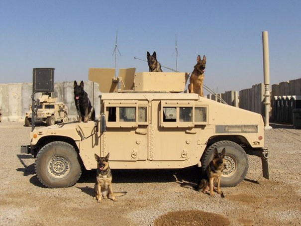 Specialized Search Dog Lucca Hanging Out With Some Of Her Friends In Iraq