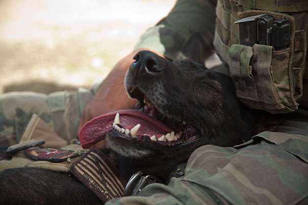 Wilbur, A U.S. Marine Corps Military Working Dog With A Marine Special Operations Team