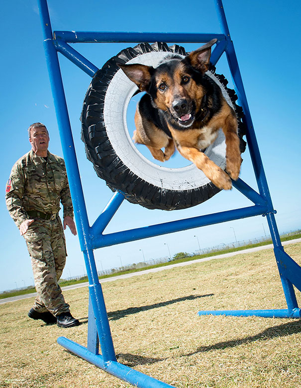 RAF Police Dog Training