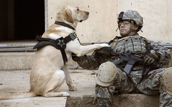 Sgt. Kevin Reese And His Military Working Dog Grek Wait At A Safe House Before Conducting An Assault Against Insurgents In Buhriz, Iraq