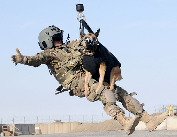 Luca, A Military Working Dog With 4th Stryker Brigade Combat Team
