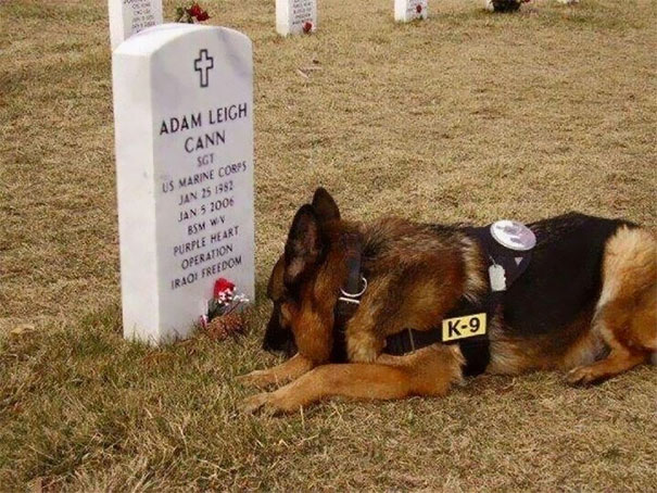 77 Powerful Photos Of Service Dogs That Capture Their Incredible Loyalty | Bored Panda