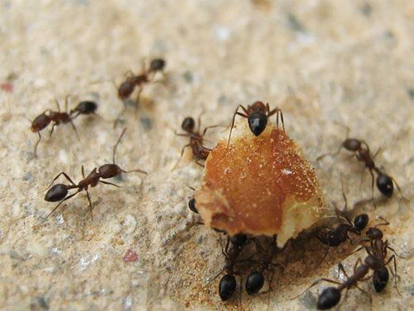 Release Ants Into Your Toaster To Remove Bread Crumbs That Accumulate At The Bottom Which Can Pose A Fire Hazard